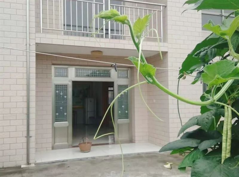 江苏省南京市六合区200平米精装田园小院