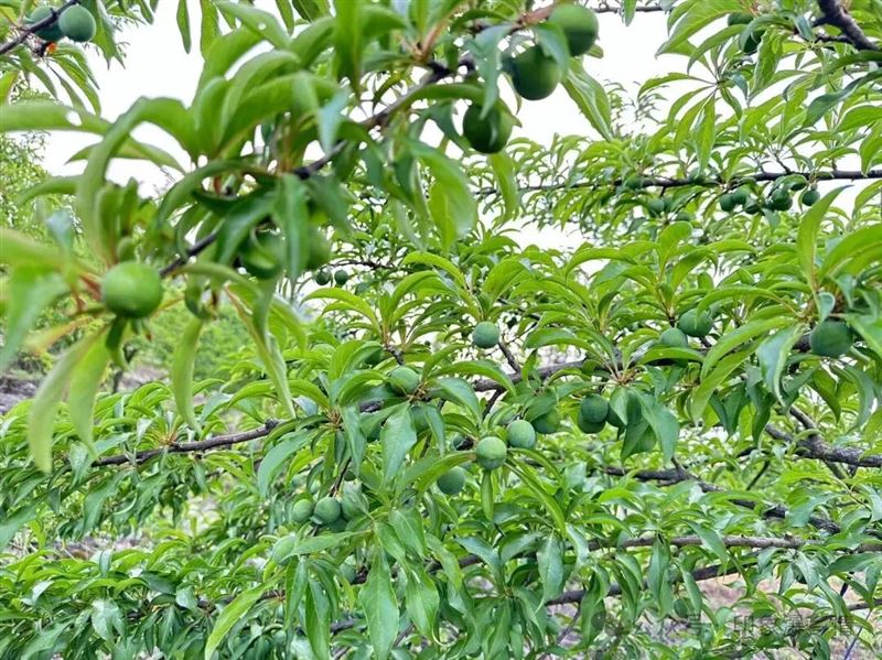 黔求康农业：扎根贵州大山，做地道原生态农品