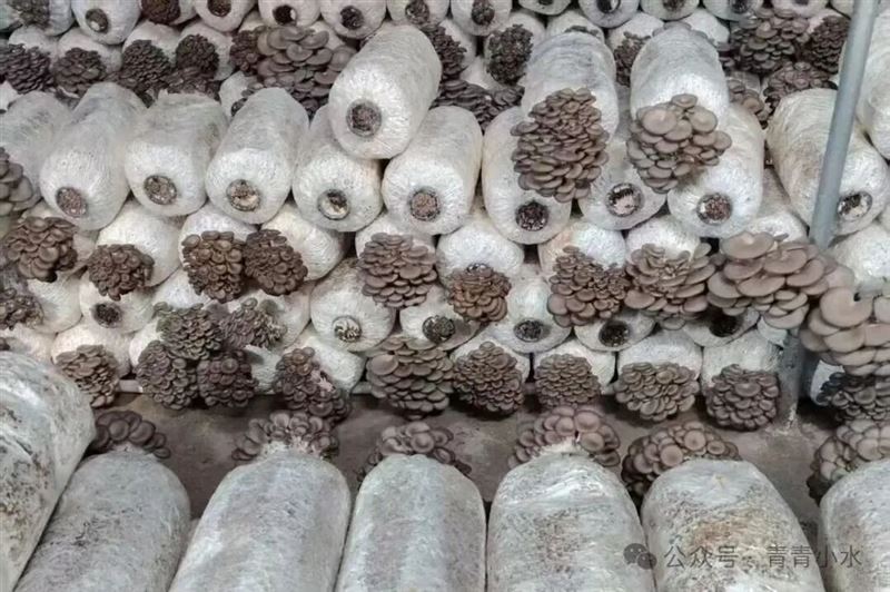 平菇：新鲜平菇 菌香浓郁