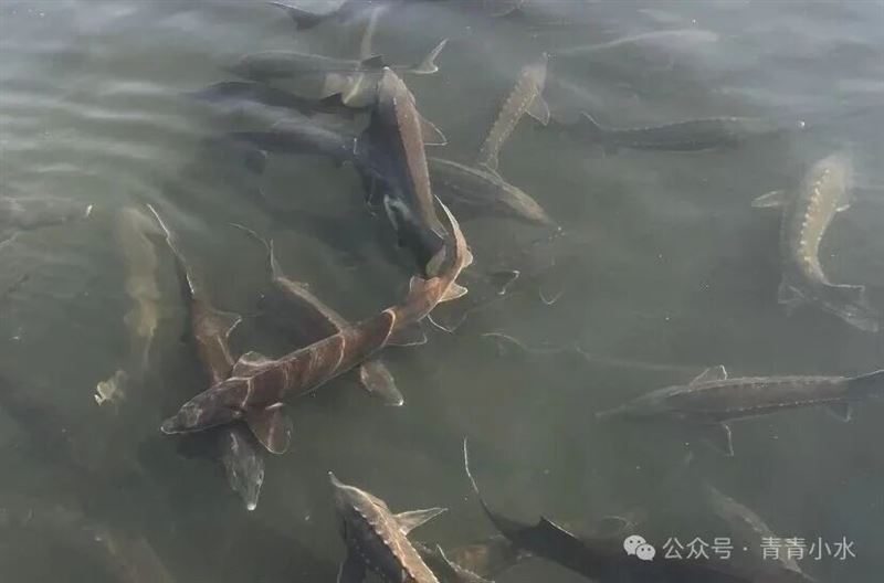 鲟鱼：活水养殖 鲜嫩爽滑