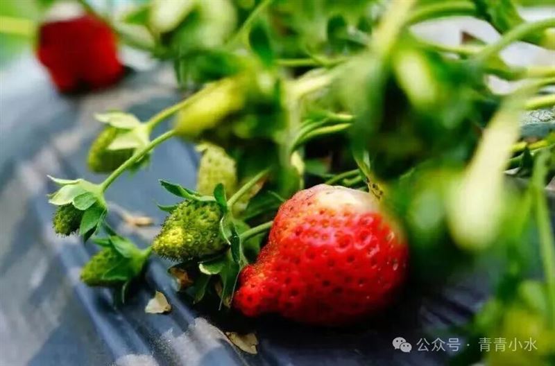 草莓：香气扑鼻 甜沁心脾