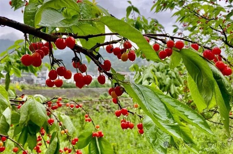 樱桃：红艳枝头 甜润心头